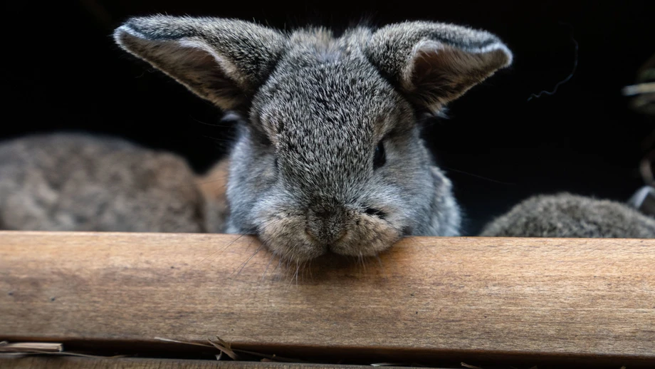 Was an Ostern gefeiert wird und woher unsere Bräuche kommen