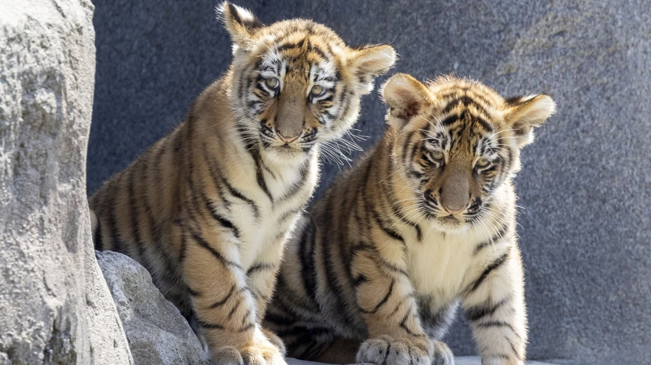 Leipziger Zoo schläfert drei Tigerbabys ein