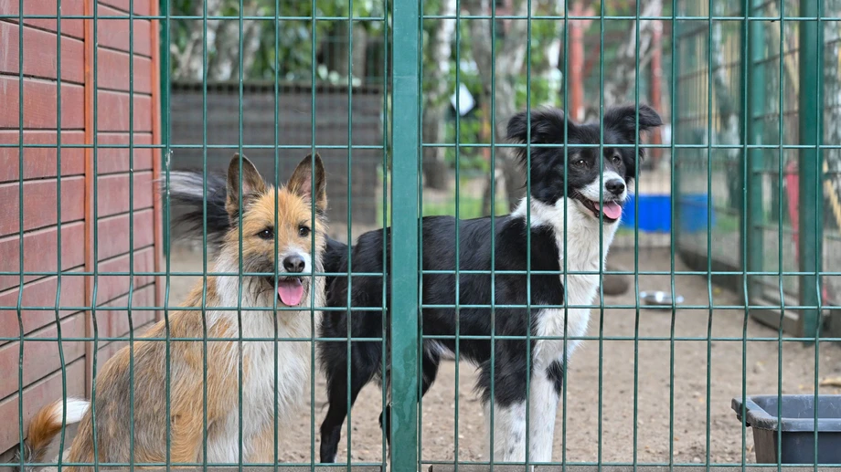 Wenn Herrchen Leine zieht