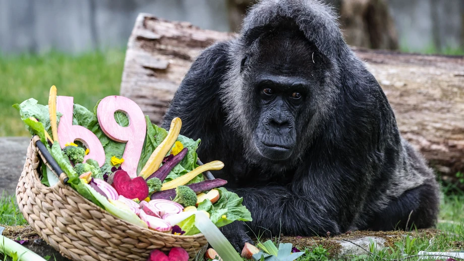 Der wohl älteste Gorilla der Welt feiert 69. Geburtstag