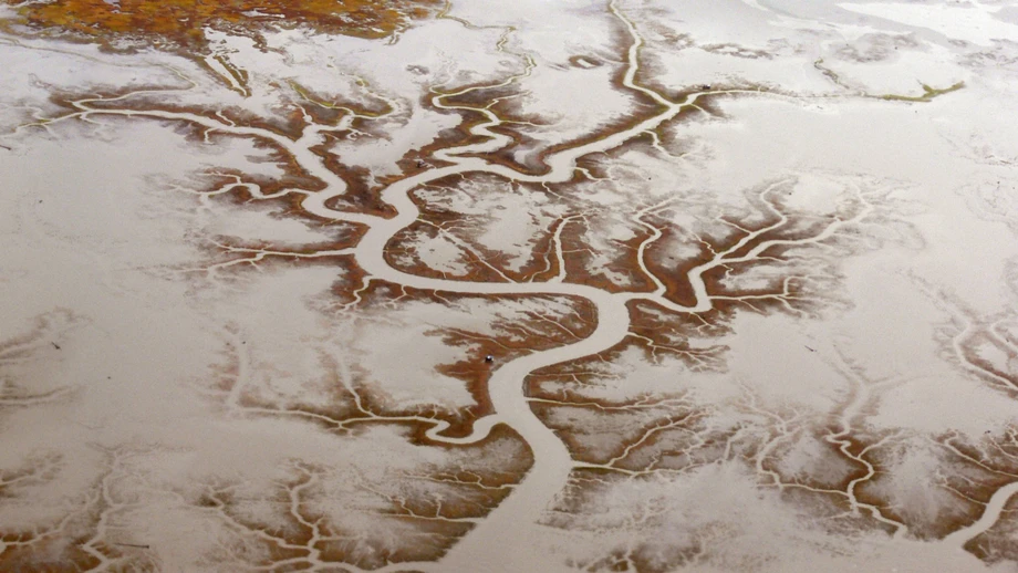 Was in Noahs Wäldern wuchs