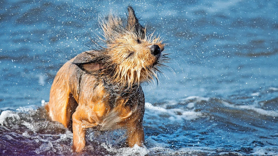 Nicht ohne mein Schätzchen!