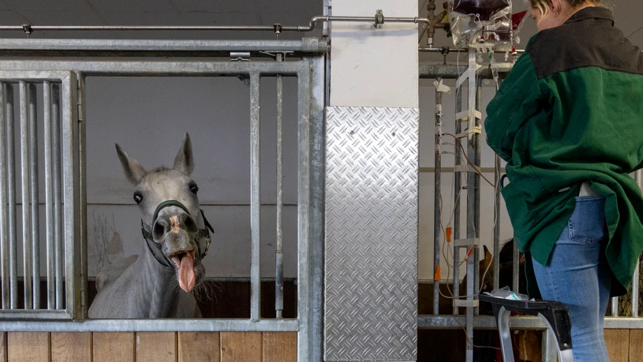 Ein Herz für Tierärzte