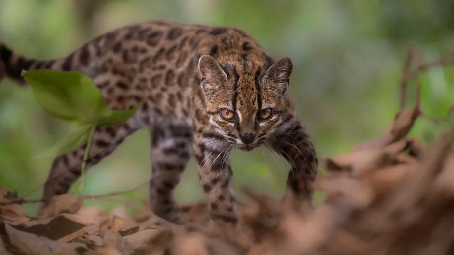 Forscher entdecken neue Katzenart