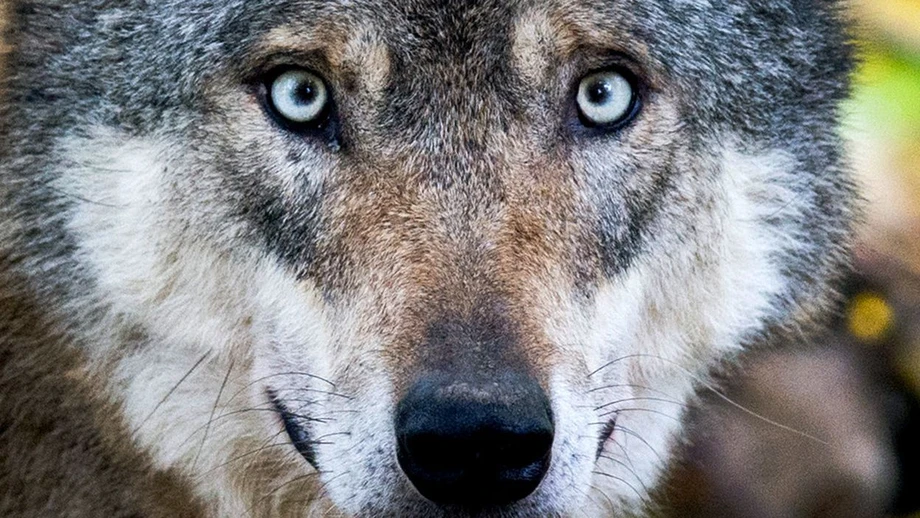 Gericht erlaubt Tötung des Hornisgrinde-Wolfs