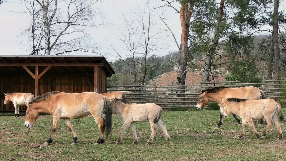 Pferde anstelle von Panzern