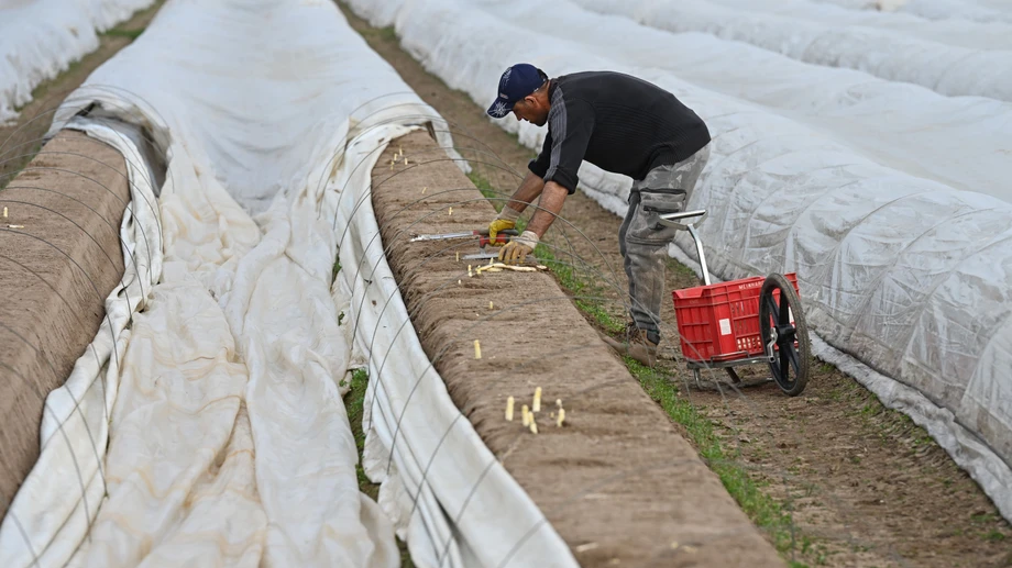 Deutschland startet in die Spargelsaison