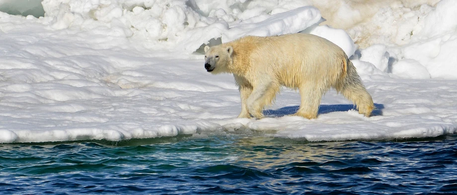 Eisbären sind auf das Leben auf dem Meereis spezialisiert. Davon gibt es immer weniger.