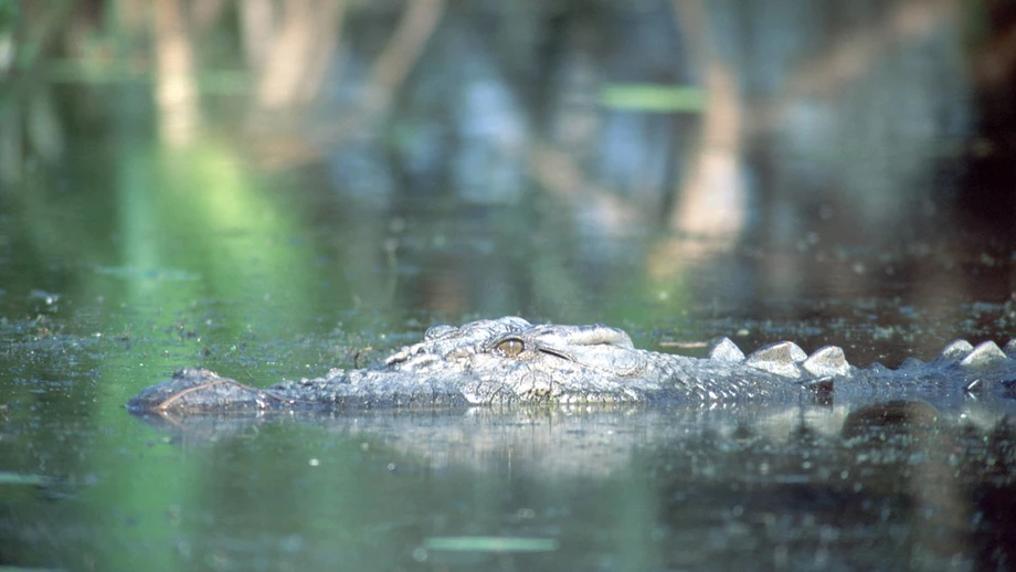 „Die Krokodile sind wirklich überall“