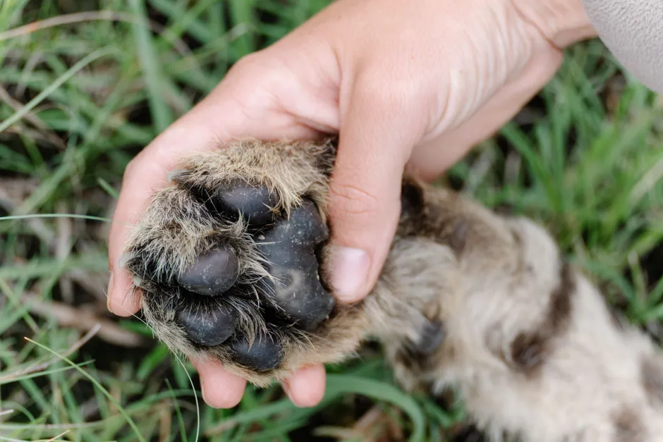Bedrohte Tierart Geparde: In diesem Park werden sie, Nashörner und Pangoline besonders geschützt.