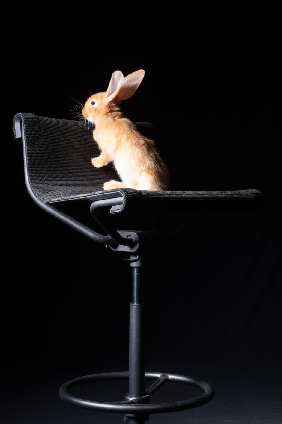 Ein Bürostuhl, der auch an Theken und Bars stehen kann: Peter will auf dem Hochstuhl D1 von Stefan Diez (Wagner) noch höher hinaus.