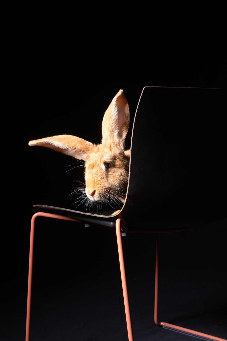 Aus 29 Lagen Papier, die mit natürlichem Harz verleimt sind: Für Little Joe ist die Sitzschale des Stuhls Catifa CartA vom Designstudio Lievore Altherr Molina (Arper) beinahe zu klein.