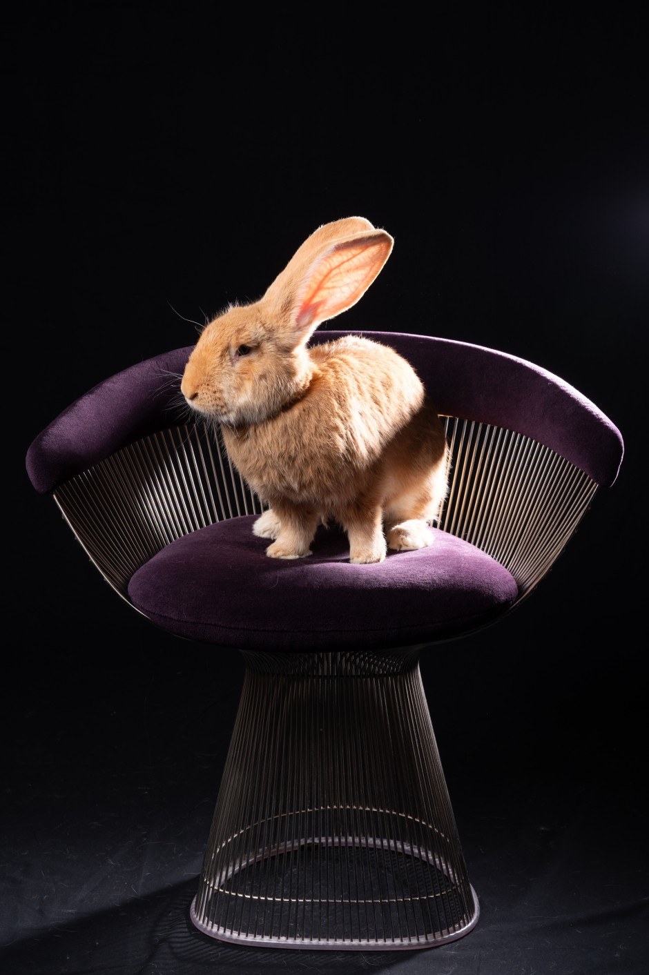 Eine Design-Ikone aus den Sechzigern, die mit vertikalen Stahldrahtstäben verschweißt ist: Auf dem samtigen Stoff des Armlehnstuhls Platner von Warren Platner (Knoll International) fühlt sich Little Joe augenscheinlich wohl.