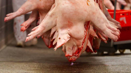 Streit um die Corona-Rechnung in der Fleischindustrie