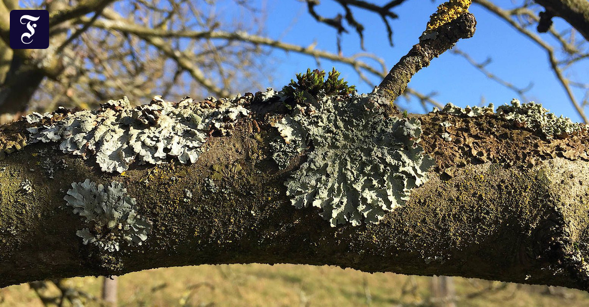 Air quality in Hessen lichens have provided important environmental