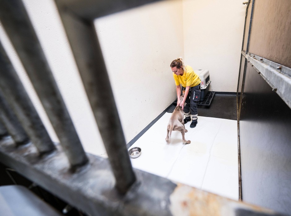 Bilderstrecke zu Frankfurter Animal Lounge befördert Tiere in