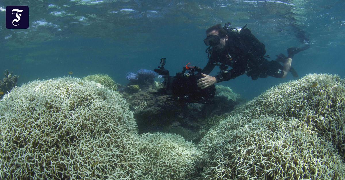 korallenbleiche-zerst-rt-great-barrier-reef