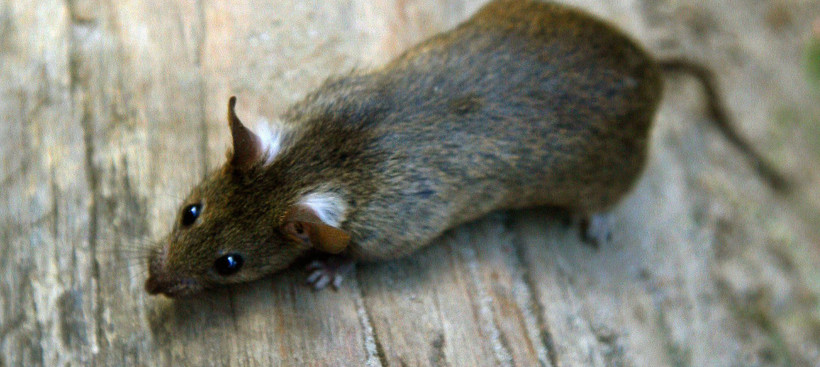 „Die Ratten kamen durch ein Abwasserrohr ohne Rückschlagsventil in die Bibliothek“, sagte ein Sprecher der Universität Stuttgart (Symbolbild).