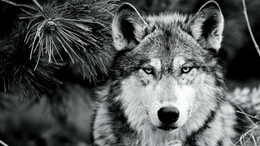 Gebührt dem Wolf noch Schutz?