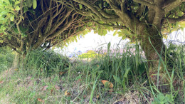 Das Wunder von Knock