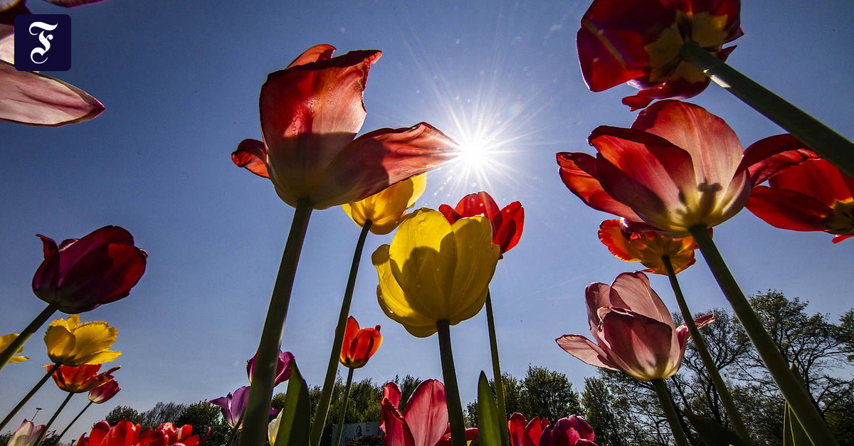 Deutscher Wetterdienst Die Temperaturen am Wochenende