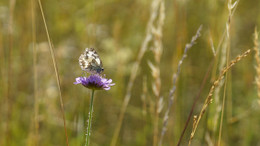 Der Artenschwund geht weiter