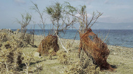 LESBOS Touristen essen am Strand gegrillten Oktopus, Flüchtende stehen ein paar Kilometer entfernt im Lager Moria zwei Stunden in der Schlange für ein Brötchen. Nirgends kommen sich die beiden Welten näher als auf dieser griechischen Insel. Nirgends ist Europa schöner und nirgends grauenvoller als hier.
