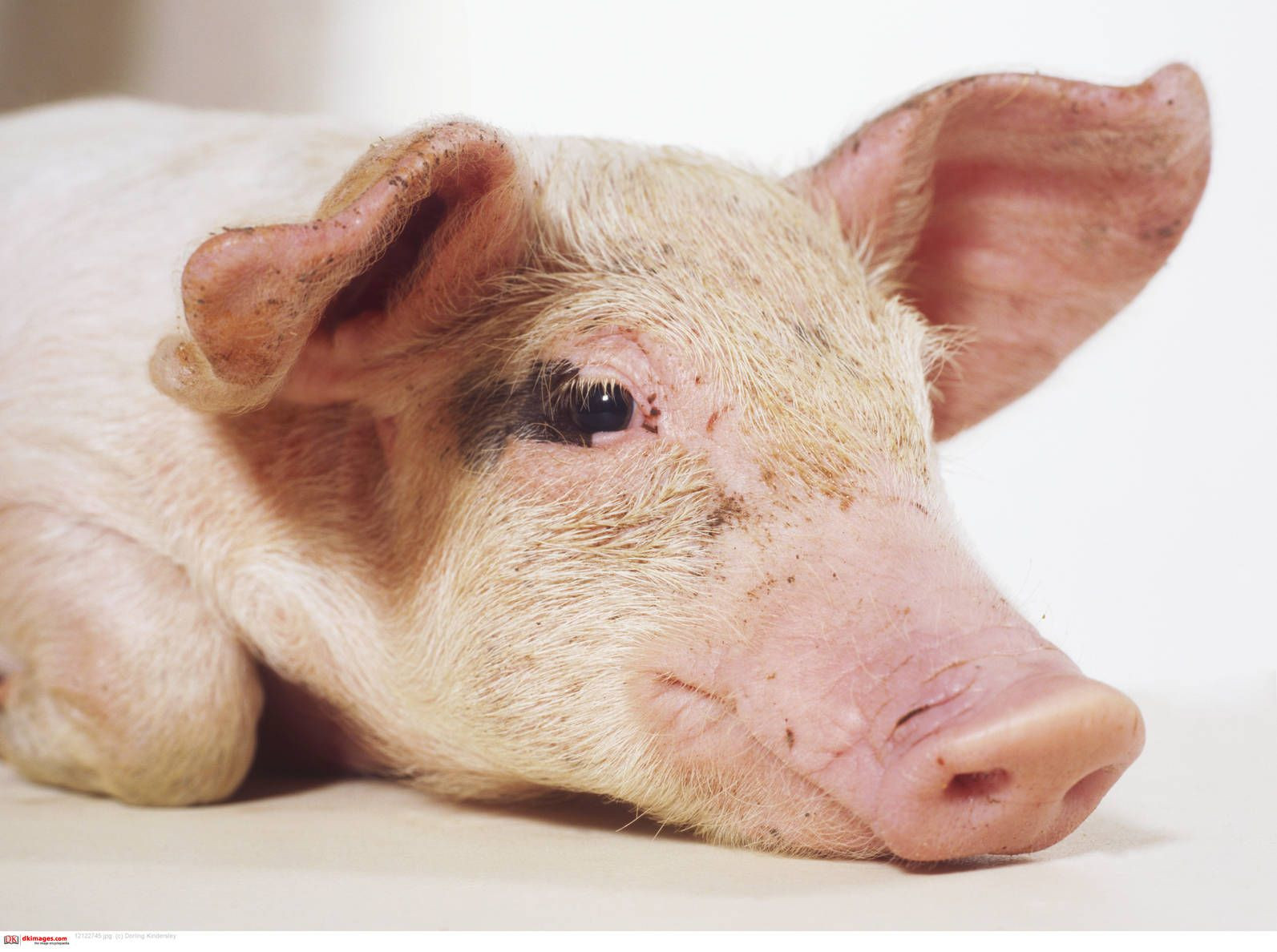 Organtransplantation Dein Ist Mein Schweineherz