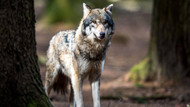 Nach 150 Jahren, in denen das Raubtier fast ausgestorben war, erholt sich die Wolf-Population in Deutschland zunehmend. Nach 150 Jahren, in denen das Raubtier fast ausgestorben war, erholt sich die Wolf-Population in Deutschland zunehmend.