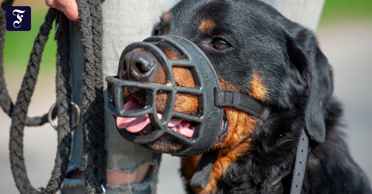 Verhalten bei Attacken: Wie man kämpfende Hunde trennt