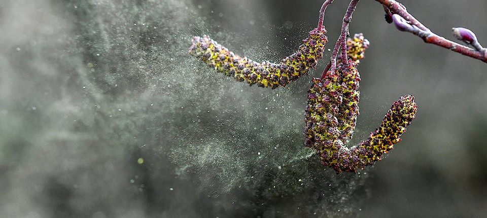 Pollenflug: Kleine Erholungspause für Schnupfnasen