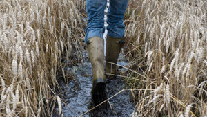 Welcher Weizen hält am meisten aus?