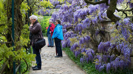 Glyziniengang im Schau- und Sichtungsgarten Hermannshof, den Cassian Schmidt leitet.