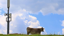 Eine Kuh weidet auf einer Wiese in Bayern neben einer Mobilfunkantenne. 