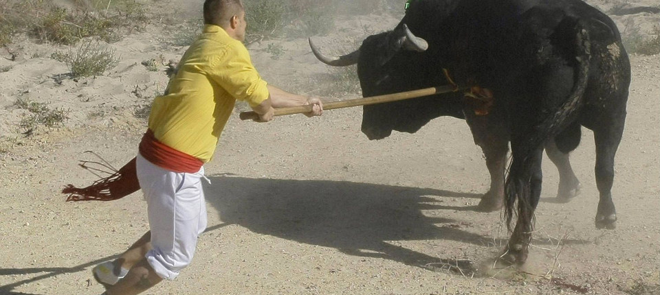 Die Sozialsten Tiere Der Welt