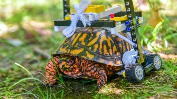 Ein Rollstuhl aus Kinder-Spielzeug für Schildkröte