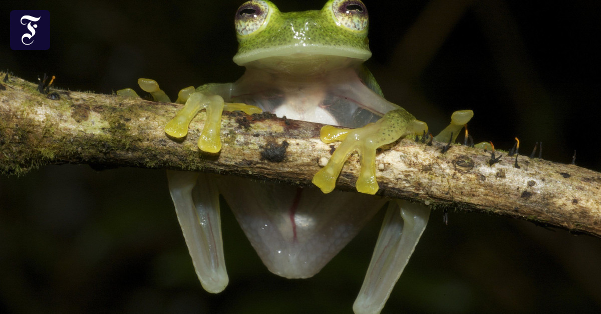 Entdeckt: Wie der Glasfrosch seinen Körper unsichtbar macht und dafür ...