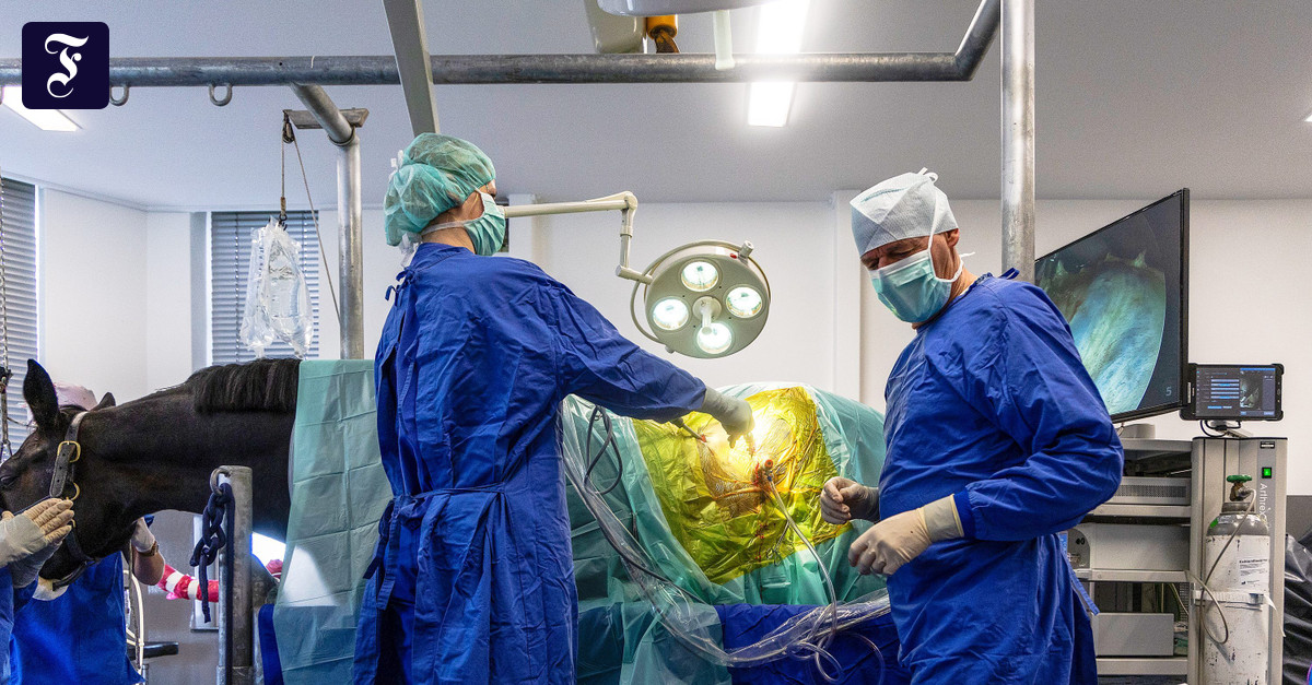 Veterinärmedizin Warum es in Deutschland an Tierärzten mangelt