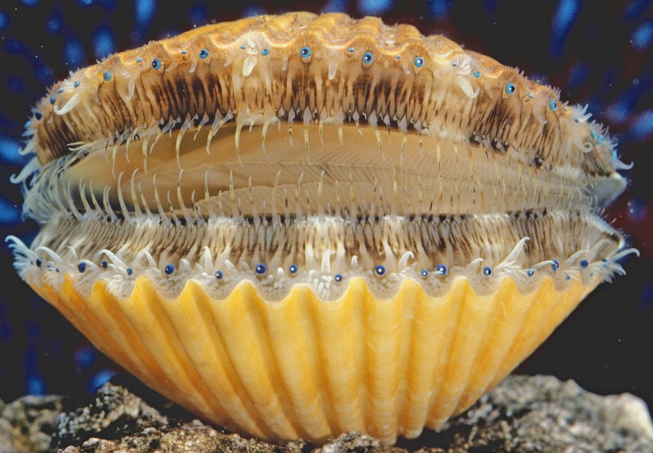Bilderstrecke zu Kammmuschel Die vielen Augen des rätselhaften