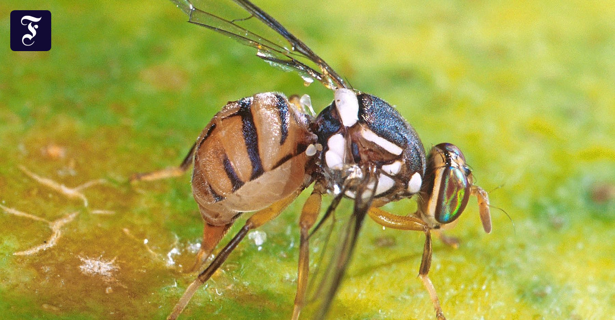 Gammastrahlen sollen gefräßige Fruchtfliegen stoppen