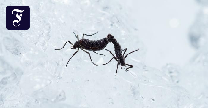 氷の大陸の唯一の昆虫