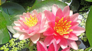 Florale Juwelen: die Sorten ’Gypsy’ (oben), ’Perrys Deepest Red’ (links) und ’Siam Purple’. Florale Juwelen: die Sorten ’Gypsy’ (oben), ’Perrys Deepest Red’ (links) und ’Siam Purple’.