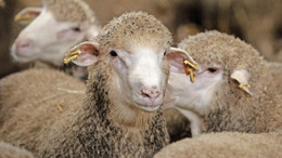 „Schafhaltung ist der Problemlöser“