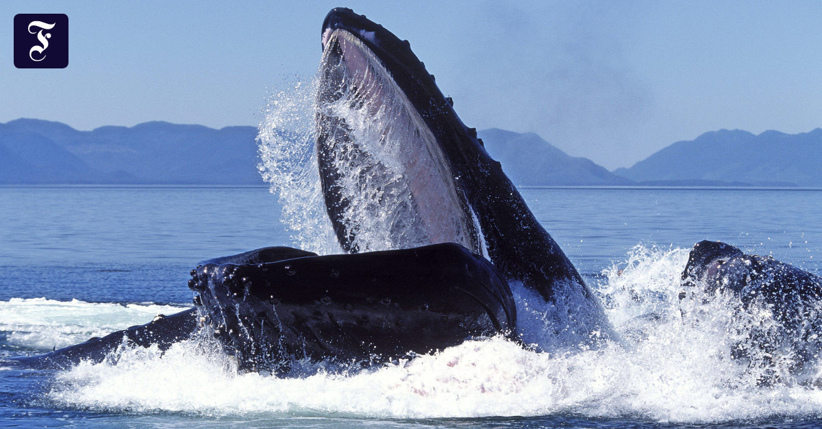 さまよえるクジラが海の未来について明らかにすること