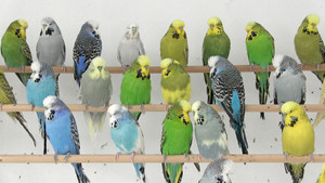 Häufung der Papageienkrankheit – bei Menschen