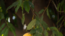 Der leidende Gärtner