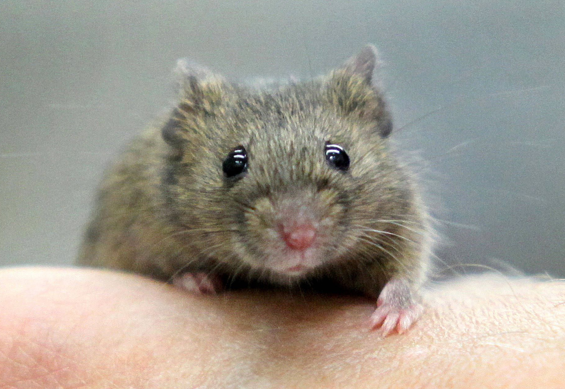 Hanks Welt Das Kalte Herz Der Kapitalisten