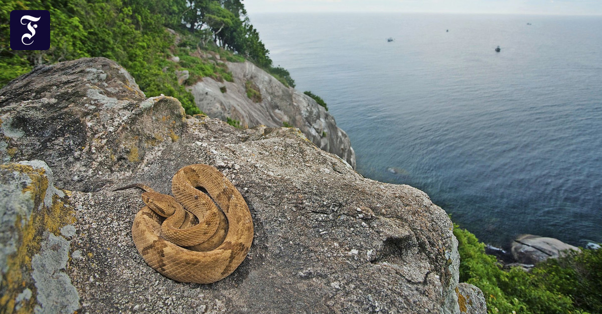 Schlangeninsel Queimada Grande vor der Küste Brasiliens