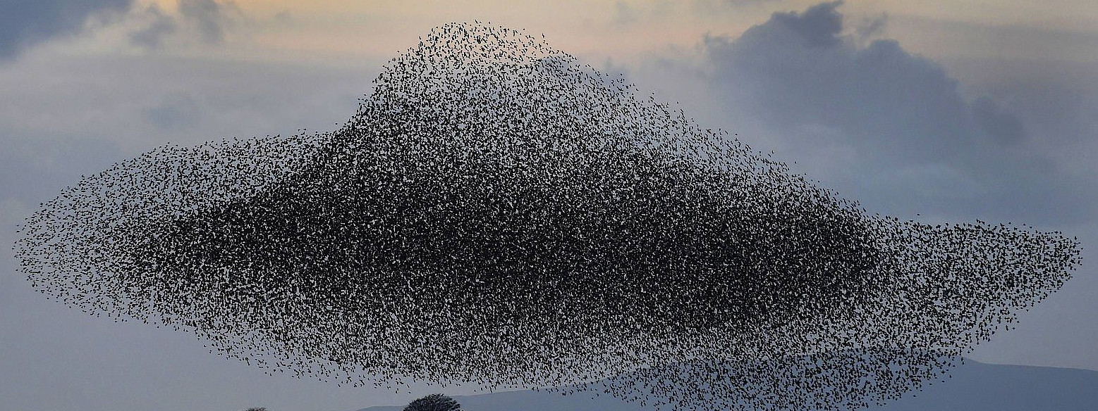 Kindern Erklart Warum Vogel Im Schwarm Nicht Zusammenstossen