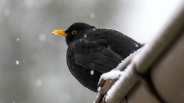 Warum noch in die Ferne schweifen?